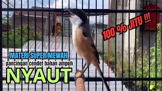 Download lagu burung cendet gacor JUARA FULL MATERI AMPUH PANCINGAN CENDET AGAR BUNYI bikin BURUNG PENTET GACOR mp3 Download lagu burung cendet gacor JUARA FULL MATERI AMPUH PANCINGAN CENDET AGAR BUNYI bikin BURUNG PENTET GACOR mp3