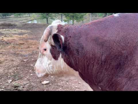 Ich zeige euch Rufus und wie gut er wirklich für den Kampf gerüstet ist. #rufusthebull