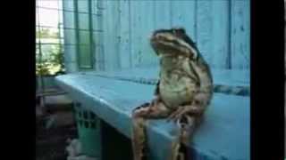 Frog Sitting On Bench - It's Not Easy Being Green [Alternative Music Video]