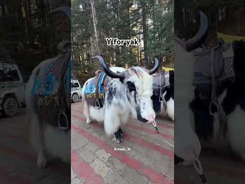 Yak in india #himachal #forest #yak #animal #music #halloween #phonk #typebeat #mountains