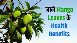 Mango Leaves Health Benefits