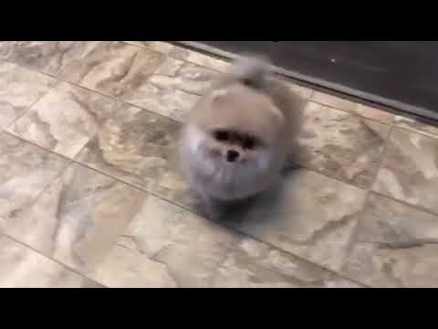 Pomeranian puppy for sale