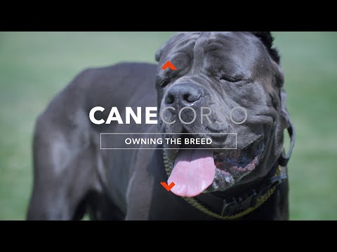 OWNING A CANE CORSO: THE ULTIMATE CANINE PROTECTOR