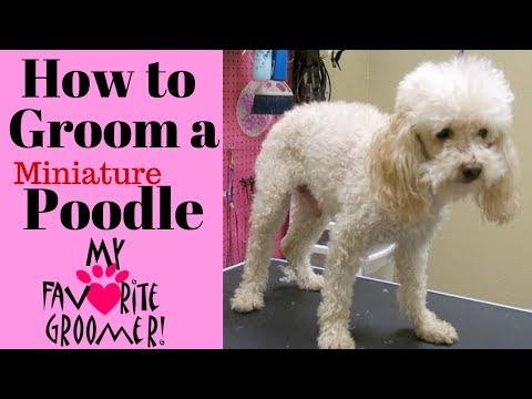 download lagu mp3 mp4 Senior Toy Poodle, download lagu Senior Toy Poodle gratis, unduh video klip Senior Toy Poodle