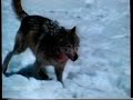 Dangerous Encounters Marty Stouffer S Wild America Klip På Dansk
