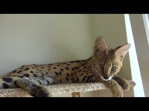 Odtwórz film – Meya relaks