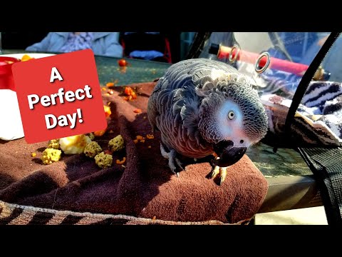 A PERFECT Day At The Sharyn Zoo | Out Door Social Distancing