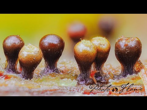 Makrofotos im Herbstwald