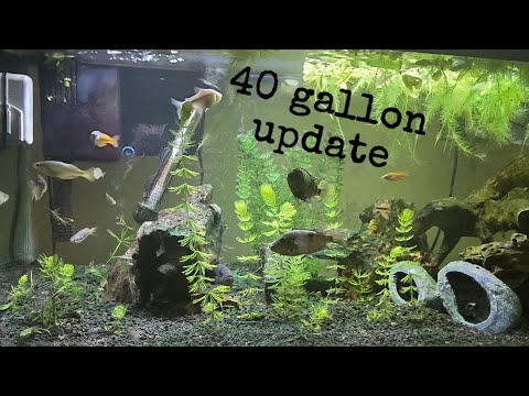 An update on the Central Emporium [40gal]