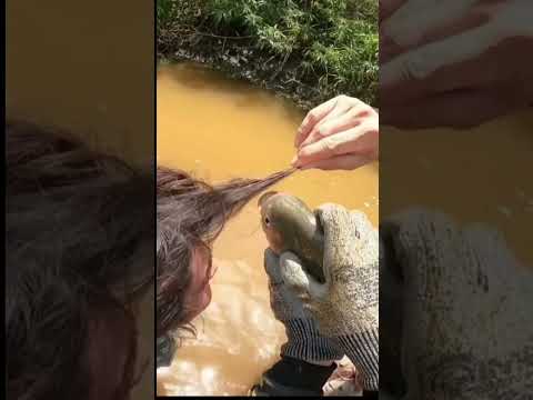 ¡La Piraña Cortó un Mechón de su Pelo! 🙀 #naturalezasalvaje   #curiosidades  #shorts