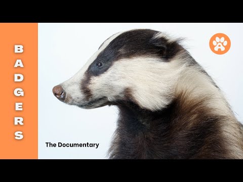 Badgers - The Documentary