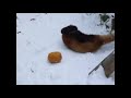 Red Panda playing in snow with pumpkin