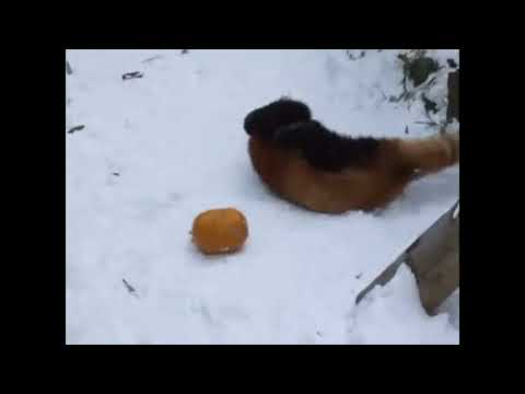 Red Panda playing in snow with pumpkin
