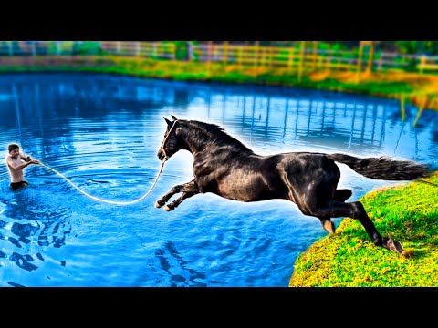 GARANHÃO MANGALARGA MARCHADOR NADANDO