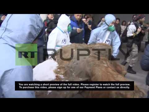 Russia: Yuka the 40,000-year-old mammoth arrives in Moscow