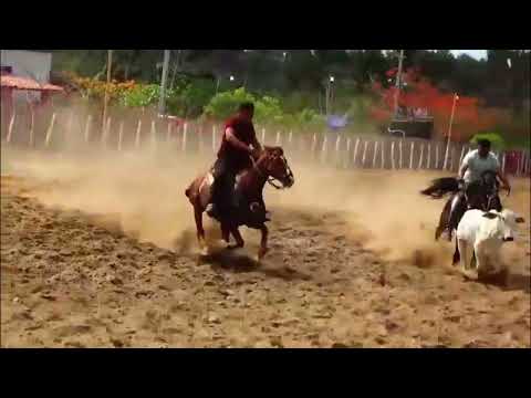 I. Vaquejada do parque pai filho, Povoado Maximiano  Pio xii Maranhão 