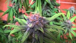 Jib Kidder - B.L.U.N.T. (Let My Nutz Hang)