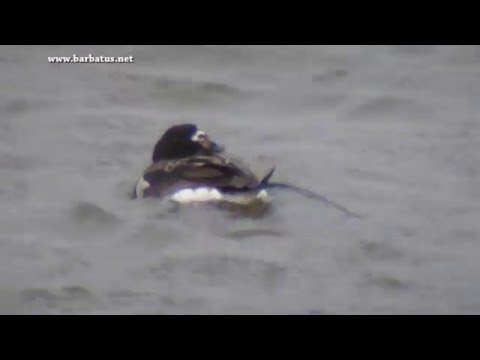Pato Havelda ( Clangula hyemalis ) Long-tailed Duck