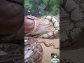 Viral Snake Video Shorts Shortfeed Short