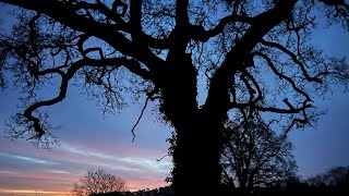 The Woodland Chronicles – Week 3