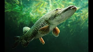 Для щуки приманки своими руками
