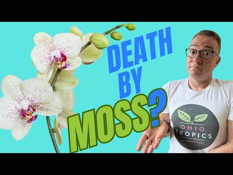 Moss is NOT Killing Your Orchids. THIS is!