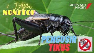 Download lagu Suara Jangkrik pengusir tikus relaksasi 8 jam Nonstop mp3 Download lagu Suara Jangkrik pengusir tikus relaksasi 8 jam Nonstop mp3