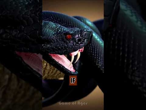 How Fast Can These Snakes Kill You?🤔