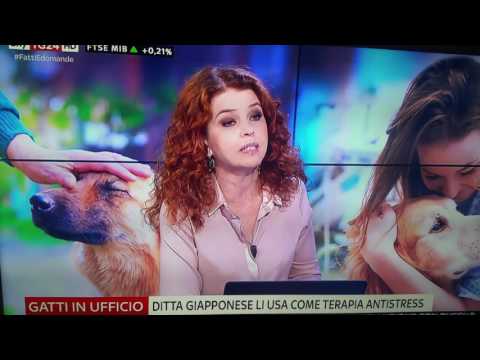 SkyTG24 del 14 giugno 2017