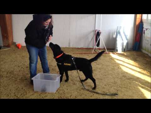 Dog Campus - 1.Stunde Gegenstände benennen und in die Kiste bringen