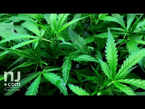Will marijuana become legal under Phil Murphy?