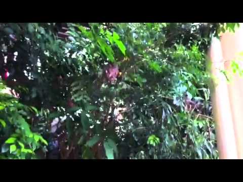 Baby Bird survives ants attack!