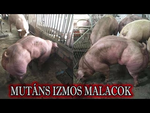 a gazda gazdaszervezetnek való kitettsége paraziták elleni immunválasz ppt