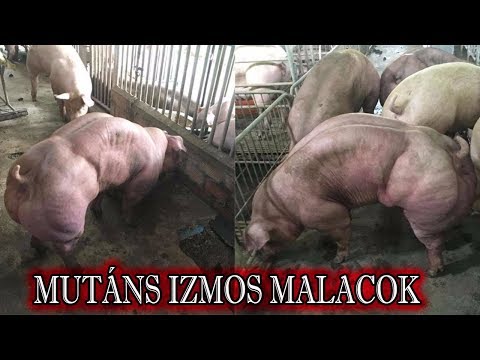 malacok ízületeinek kezelése)