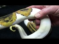 Brian Gundy Is Selling 2 Male Piebald Ball Pythons