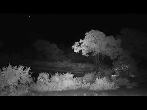 Djuma: Two Hyenas on the dam wall - 04:08 - 12/16/20
