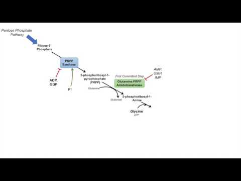 Purine Synthesis and Salvage Pathway