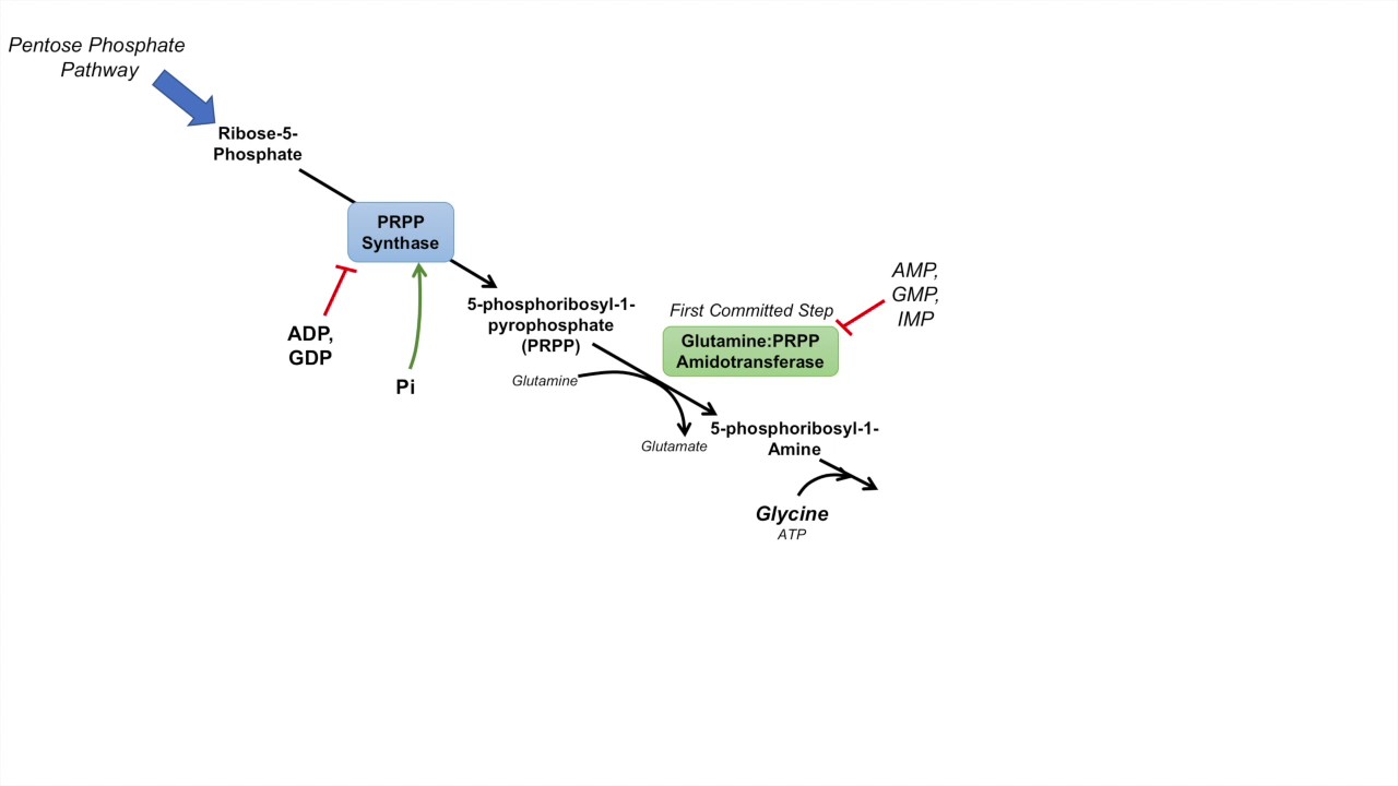 Purine Synthesis and Salvage Pathway