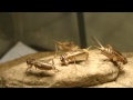 Crickets chirping