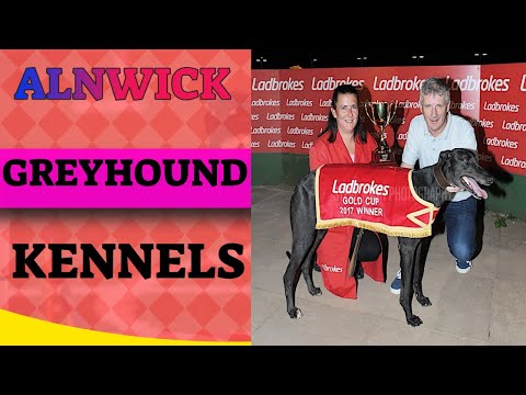 COOLAVANNY AUNTY Trap 1 wins Angel of the North Semi final at NEWCASTLE  21st JULY