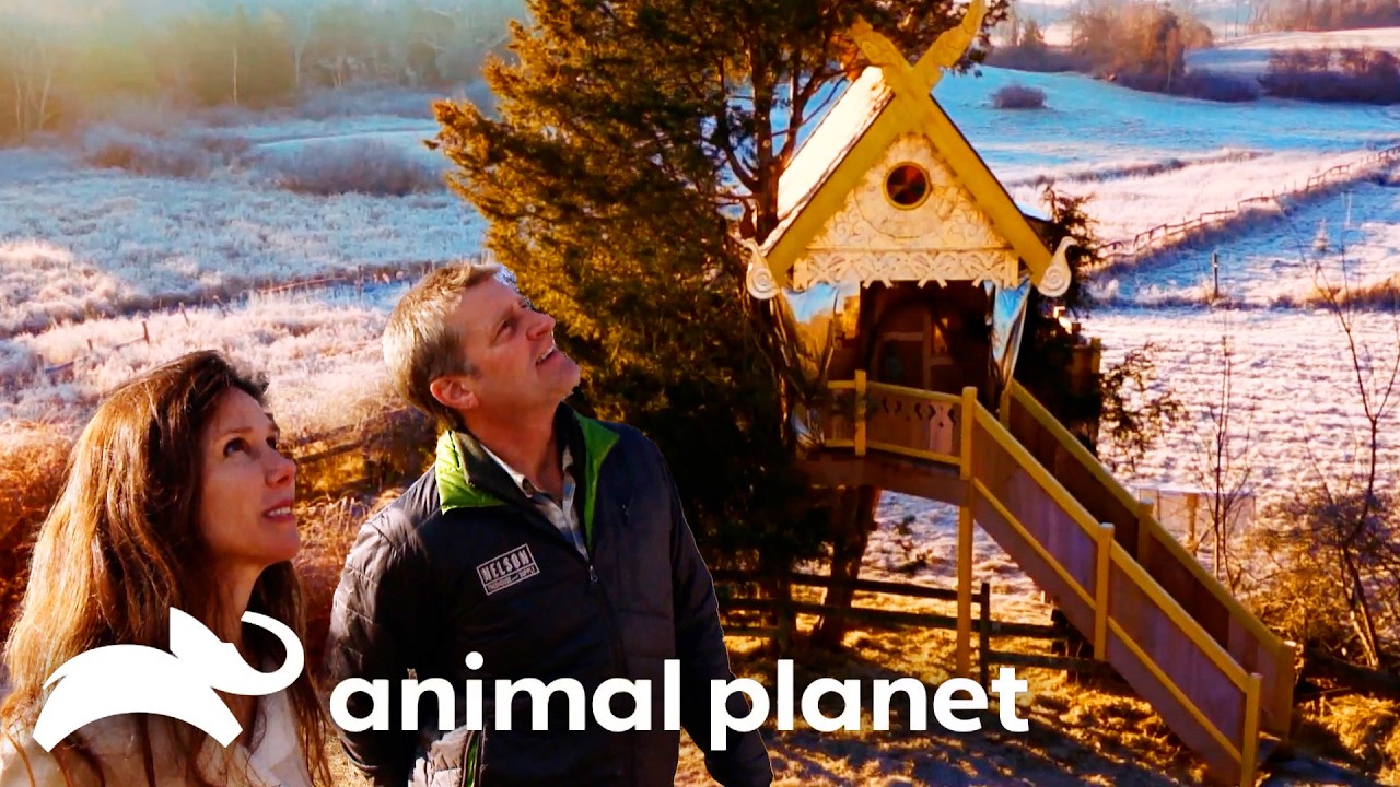 The Only Cure for Writers Block! | Treehouse Masters | Animal Planet