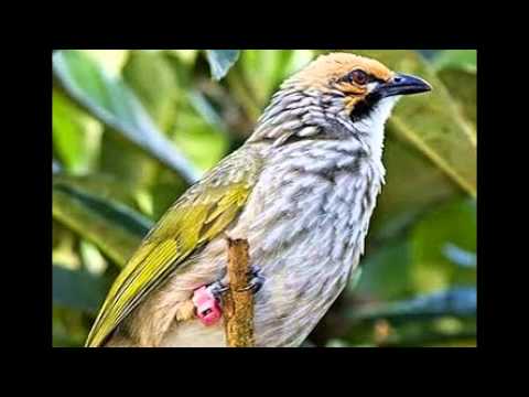 Suara Cucak Rowo GACOR Untuk Masteran Dan Pancingan Burung Ocehan