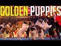 GOLDEN BUZZER Audition Is Crowned The BEST DOG ACT EVER By Simon Cowell Got Talent Global