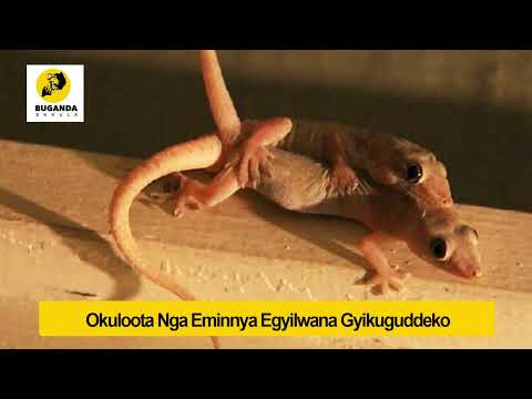 okuloota nga eminnya egyilwana gyikuguddeko - Ebirooto Namakulu Gaabyo - Buganda Ekkula