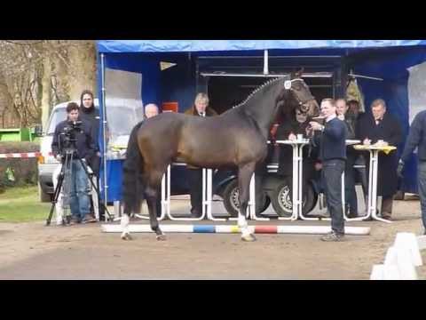 www.reitschule-sandbrink.de FOR ROYAL For Compliment - Rotspon Stallion Licensing Redefin 2011