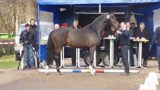 preview picture of video 'www.reitschule-sandbrink.de FOR ROYAL For Compliment - Rotspon Stallion Licensing Redefin 2011'