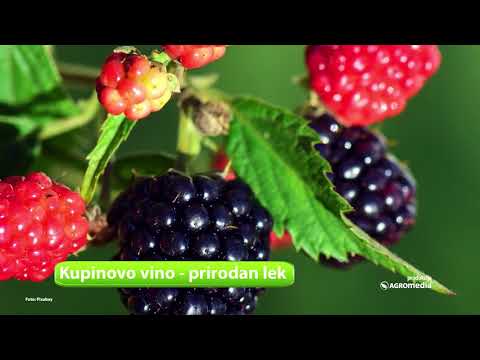 Najbolji Recept za Domaće Kupinovo Vino | Agromedia