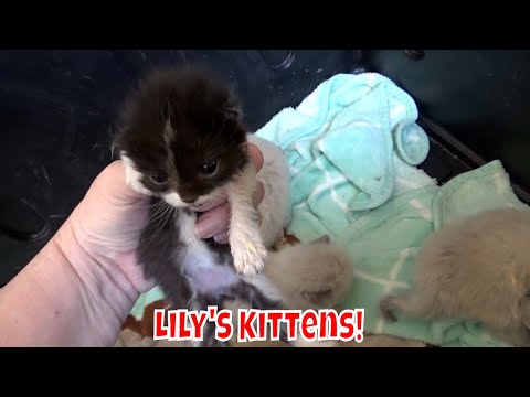 Lily's Kittens Are 2 Weeks Old! Fading Kitten Syndrome ! 😿