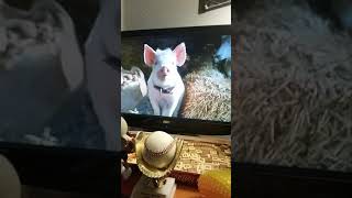 Download lagu babe pig in the city mp3 Download lagu babe pig in the city mp3