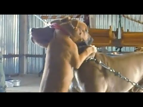 | Dezzi Meet Gabbar | Pitbull Funny Movement | #pitbull #gabbar #dezzi #dog